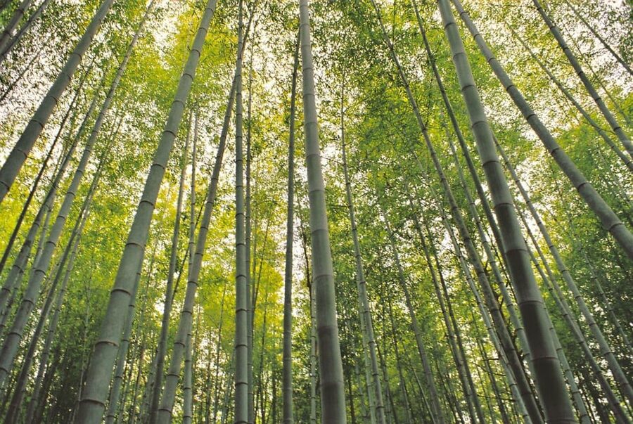 1-Day Tour from Nagoya: Hiking the Historic Nakasendo Trail - How hard is the walk?