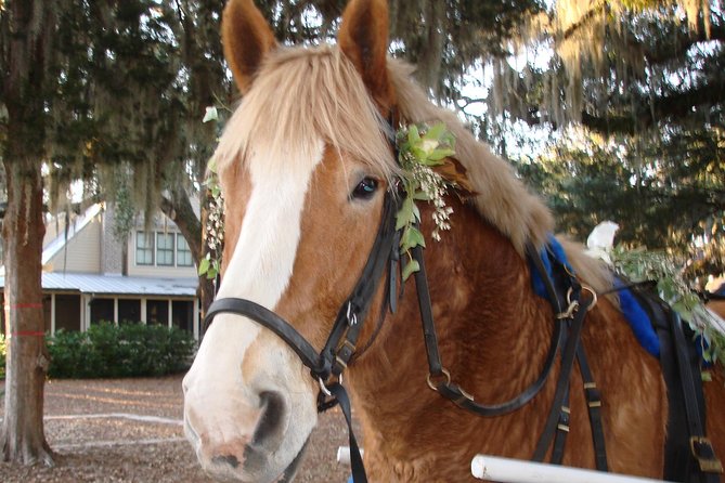 #1 Historical Horse Drawn Carriage Tour - The churchyard and Beaufort’s earliest chapters