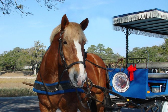 #1 Historical Horse Drawn Carriage Tour - Value, practical details, and limitations