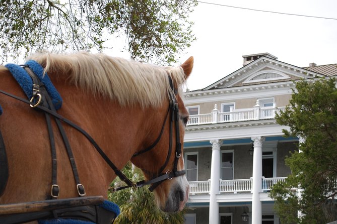 #1 Historical Horse Drawn Carriage Tour - Old Point, live oaks, and historic homes