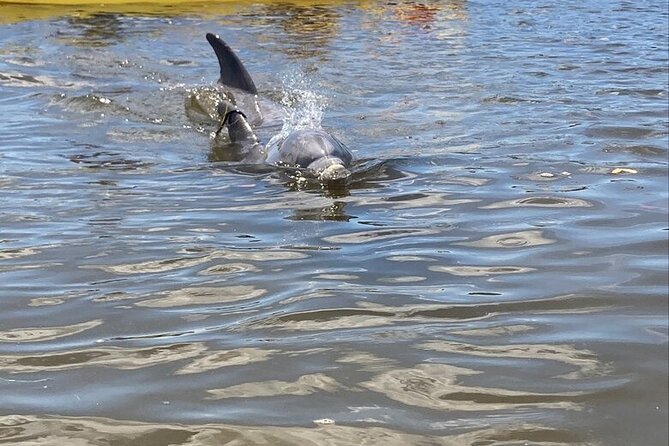 2.5 Hour Kayaking with Manatee and History Tour in Tarpon Springs - Key points to know before you book
