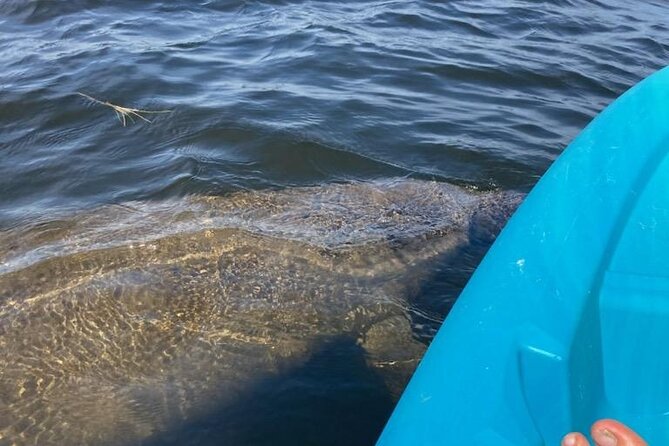 2.5 Hour Kayaking with Manatee and History Tour in Tarpon Springs - Why the manatees make this Tarpon Springs paddle special