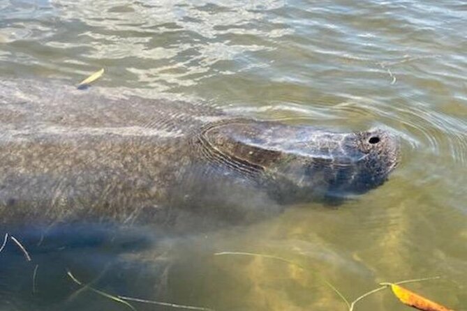 2.5 Hour Kayaking with Manatee and History Tour in Tarpon Springs - What you should bring for the noon start