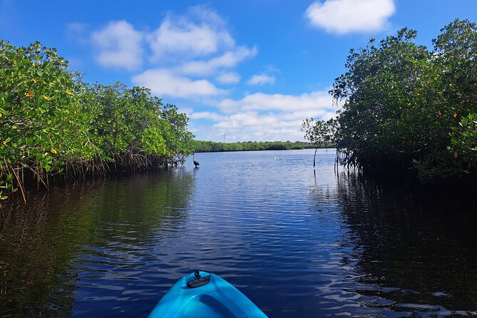 2.5 Hour Kayaking with Manatee and History Tour in Tarpon Springs - Paddling through Tarpon Springs mangroves