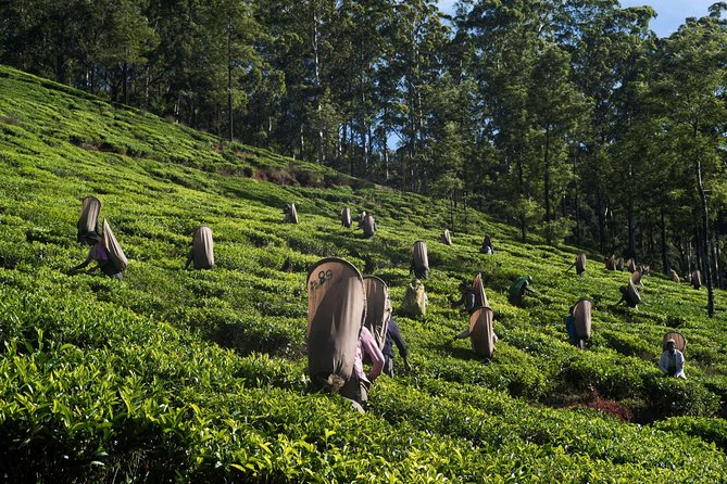 6-Day Sri Lanka Heritage Private Tour - Day 6: Drop-off toward the coast