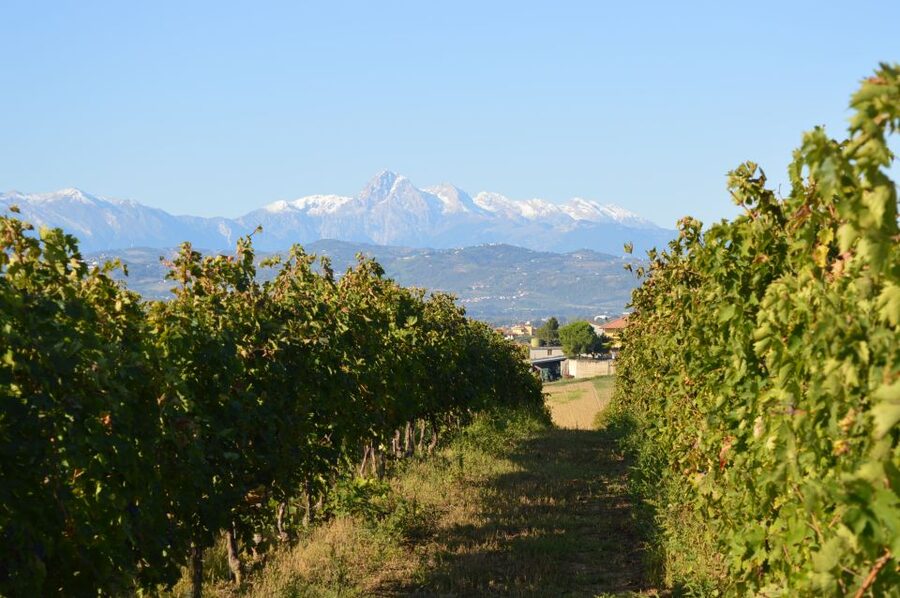 Abruzzo: Historic Cellar Wine Tour and Tasting - Starting at Cantina Mazzarosa Devincenzi