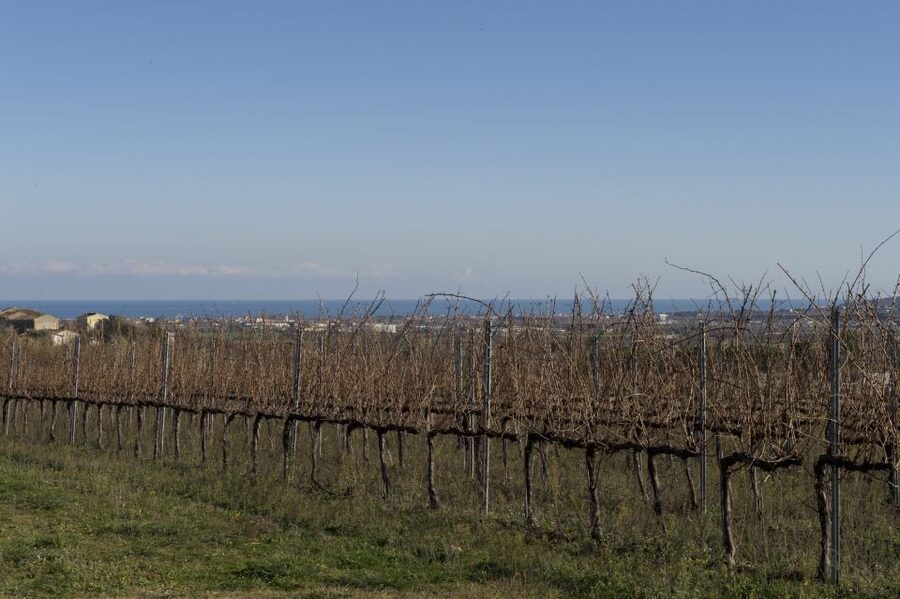 Abruzzo: Historic Cellar Wine Tour and Tasting - Who will enjoy this winery visit?