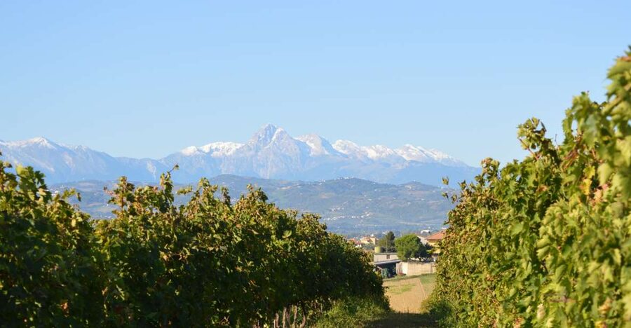 Abruzzo: Historic Cellar Wine Tour and Tasting - Tasting five wines from Abruzzo