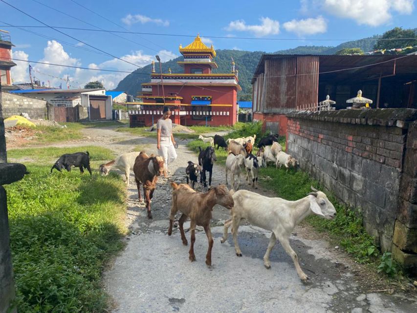 Afternoon Tibetan cultural tour - Walking through Tashi Palkhel Tibetan Settlement