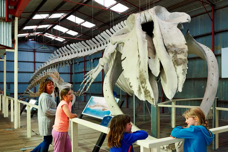 Albany: Historic Whaling Station Entry Ticket - Start with Albany’s last working whaling station
