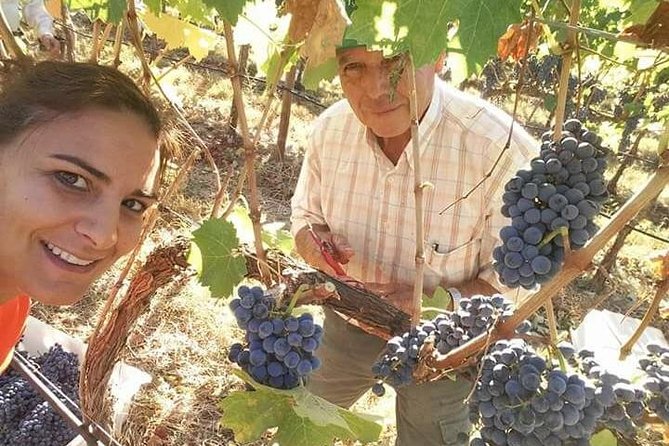 Albufeira Wine Tour: 2 Vineyards, 6 Tastings & Historic Silves - From Albufeira resorts to the Silves wine country
