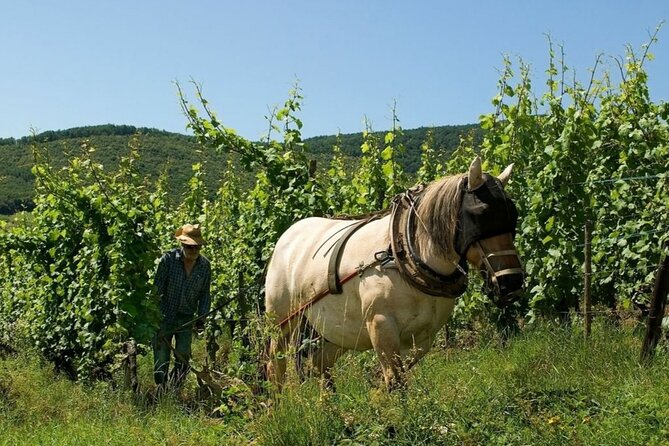 Alsace wine tour and medieval villages. Small group guided tour - Kientzheim and the smaller-producer focus