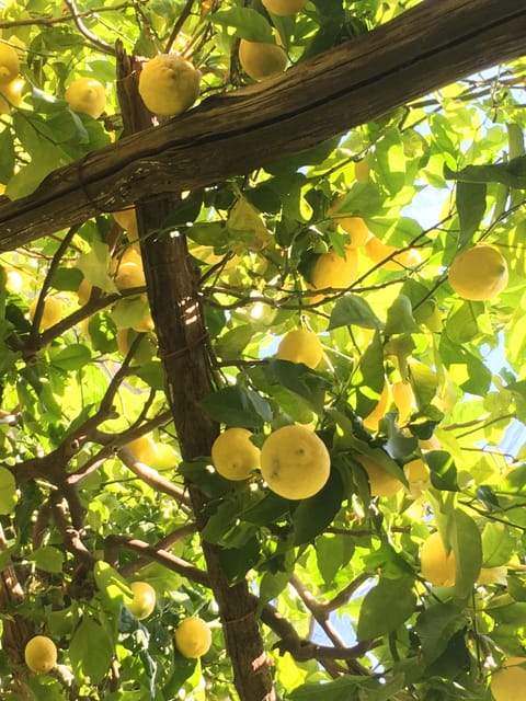Amalfi Organic Lemon Tour & Tasting in the Historical Garden - Entering Amalfi’s lemon terraces