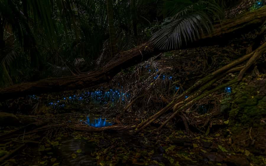Auckland: Inner-City Glowworm Experience in Ancient Volcano - Key points to know before you book