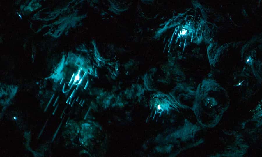 Auckland: Inner-City Glowworm Experience in Ancient Volcano - Why Auckland Domain is an unusual glowworm setting