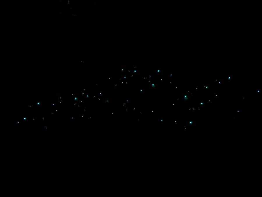 Auckland: Inner-City Glowworm Experience in Ancient Volcano - Following the dark path through Pukekawa
