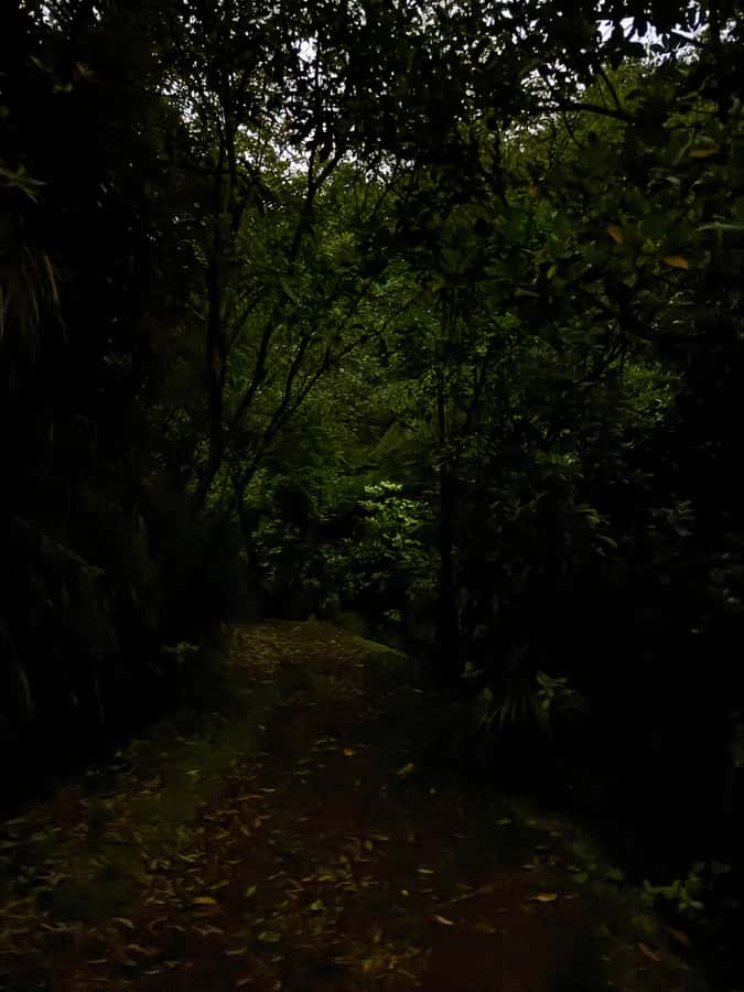 Auckland: Inner-City Glowworm Experience in Ancient Volcano - Price, timing, and overall value