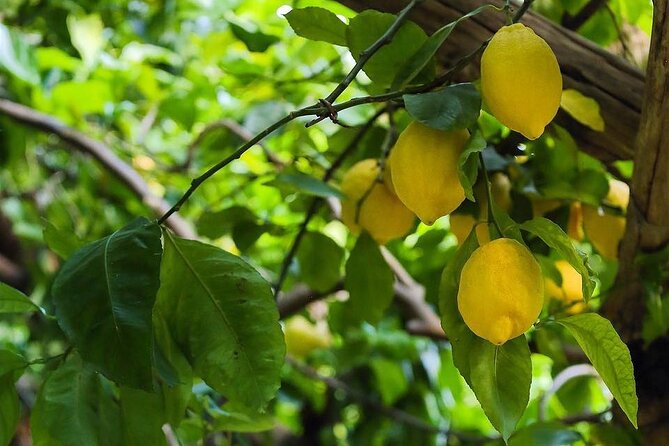 Authentic Amalfi Lemon Tour & Tasting in the Historical Garden - The view over Amalfi and the sea