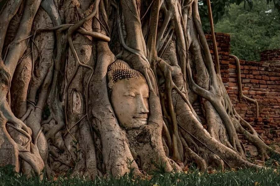 Ayutthaya Private Guided Day Tour, 4 Ancient Temples - Wat Chaiwatthanaram beside the river