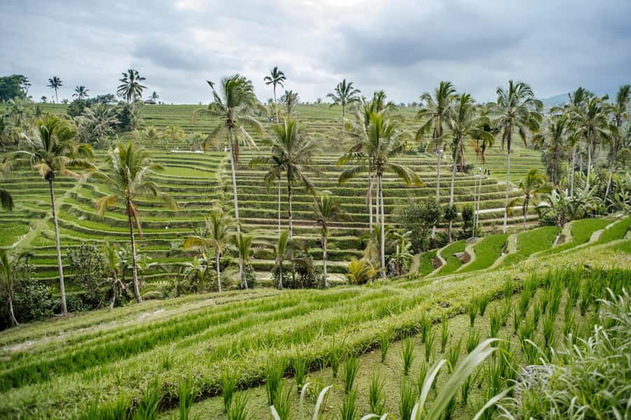 Bali: Tanah Lot UNESCO World Heritage Sites Full-Day Tour - Four major sights, one very long Bali day