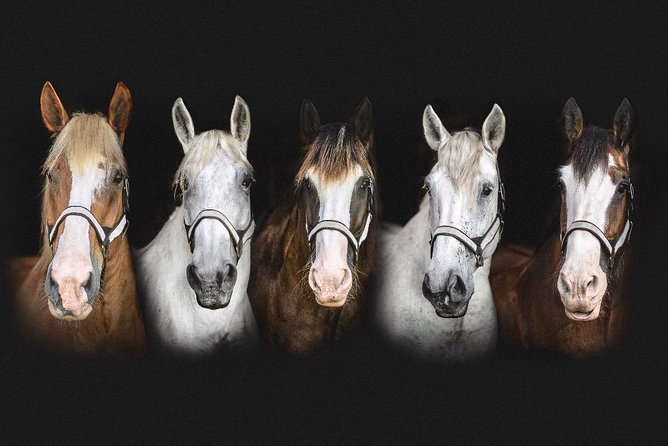 Beaufort’s #1 Horse & Carriage History Tour - The chocolate stop needs a little clarification