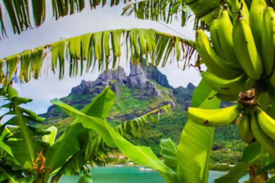 Bora Bora: 4WD History & Culture Tour - Why this 4x4 tour adds another side to Bora Bora
