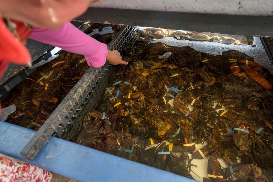Boston: Guided Seafood Tasting and History Tour - Finishing at the Rose Kennedy Greenway