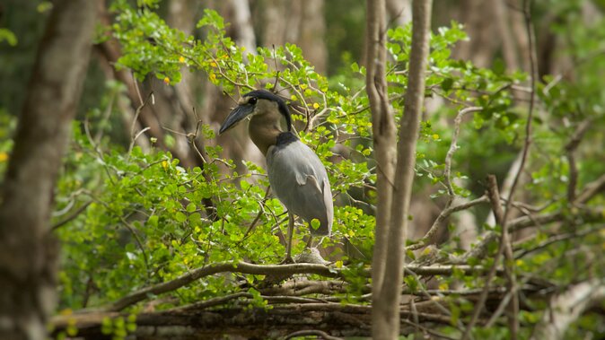 Calakmul Ancient Maya City Tour - From Campeche - Lunch, water, and the value of the package