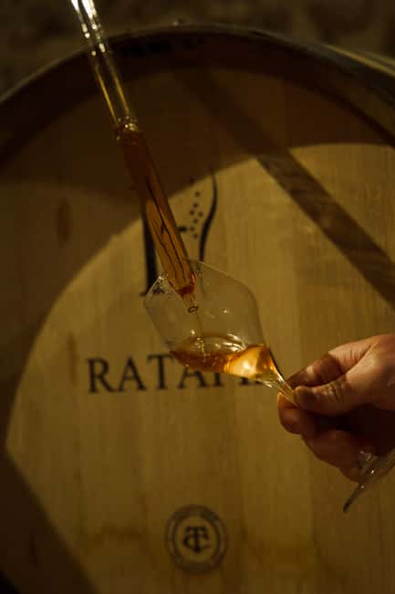 Champagne Cellar Experience: Explore our historic cellars - Why Biodiversity Is Part of the Visit