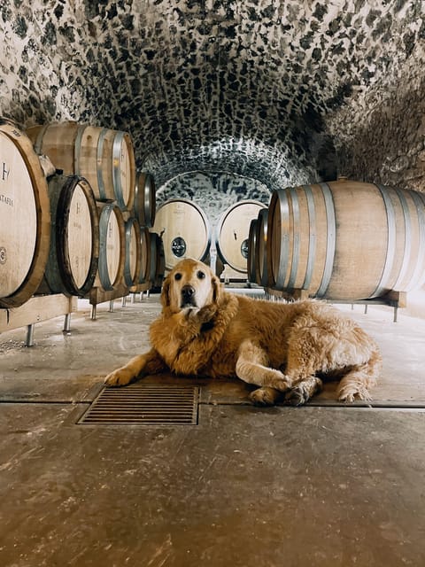 Champagne Cellar Experience: Explore our historic cellars - The Value of $23