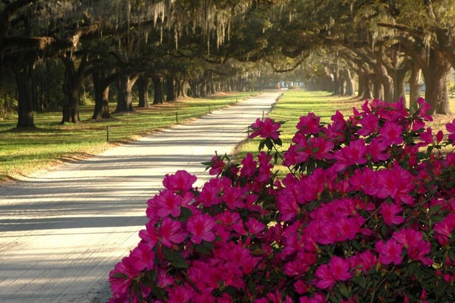 Charleston: Boone Hall & Historic City Tour Combo - Who will get the most from this combo?