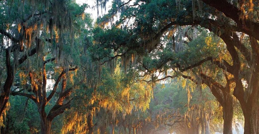 Charleston: Boone Hall & Historic City Tour Combo - Two Charleston stories in one half-day