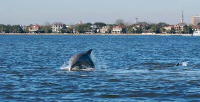 Charleston: Daytime or Sunset Historic Harbor Cruise