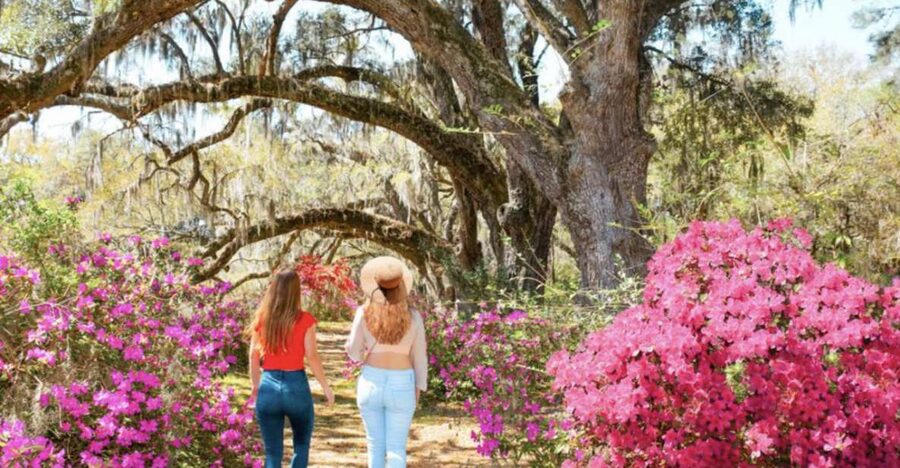 Charleston: Historic City Tour & Magnolia Plantation Combo - Charleston by coach: more than 100 landmarks