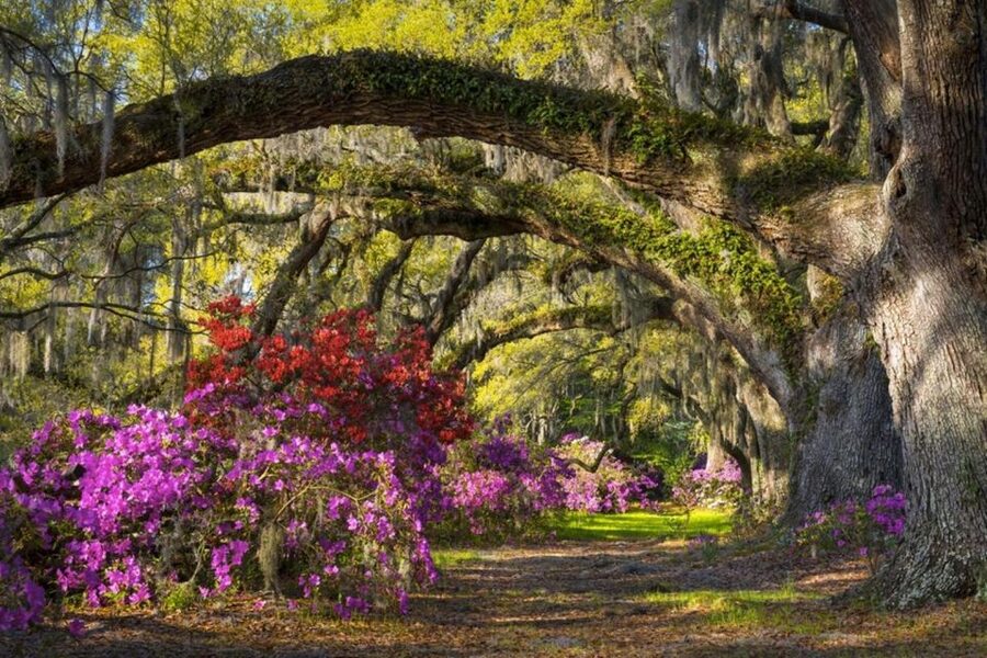 Charleston: Historic City Tour & Magnolia Plantation Combo - Is $110 a fair price?
