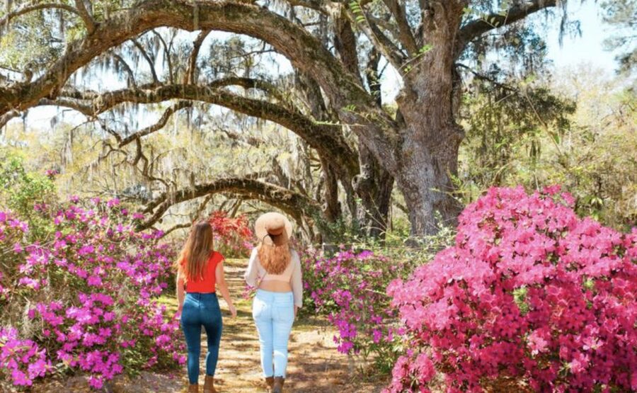 Charleston: Historic City Tour & Magnolia Plantation Combo - The nature tram through Audubon swamp gardens