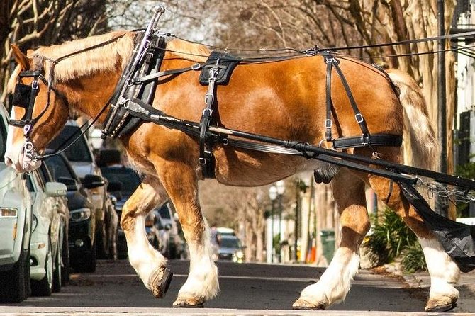 Charleston's Historic Residential Horse and Carriage Tour - A moving introduction to Charleston’s Historic District