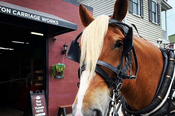 Charleston's Historic Residential Horse and Carriage Tour - Is the $50 price good value?