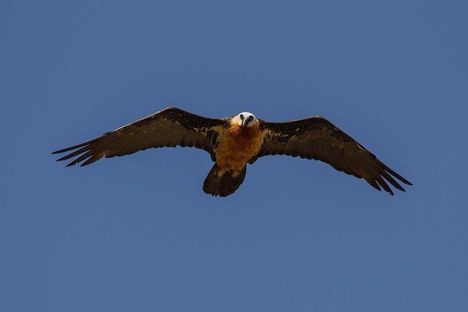 Day Trip From Addis Ababa See Historical Monastery,Stunning Nature,Animals,Birds - Gelada monkeys and the Jemma Gorge