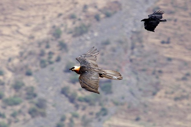 Day Trip From Addis Ababa See Historical Monastery,Stunning Nature,Animals,Birds - Who should book this experience?