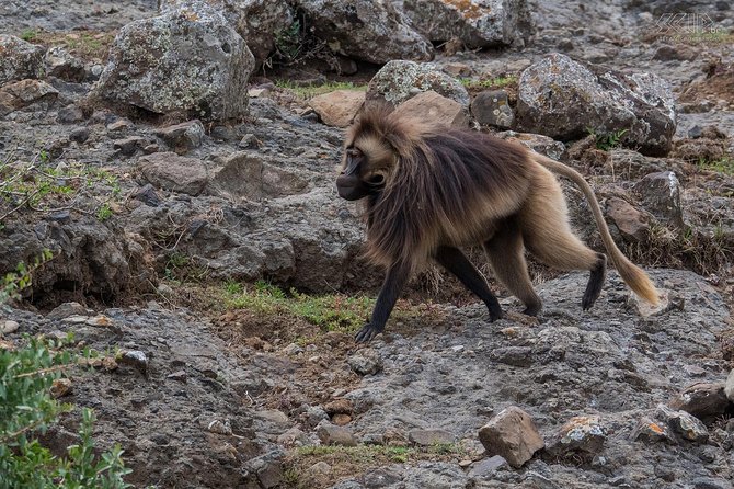 Day Trip From Addis Ababa See Historical Monastery,Stunning Nature,Animals,Birds - Walking to the Portuguese Bridge
