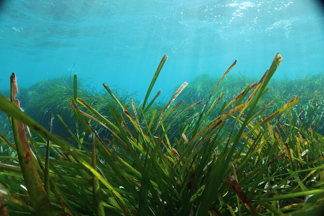 Discover Scuba Diving Amathounta's Ancient Port - Shallow-water practice before the main session