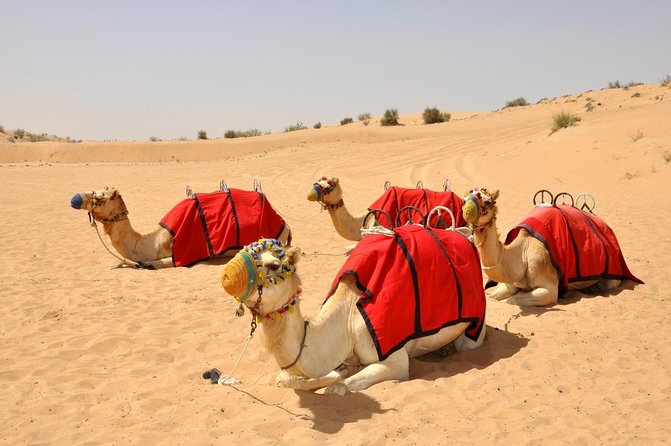 Dubai Camel Desert Safari, Traditional Meal & Heritage Activities - Key points to know before you book
