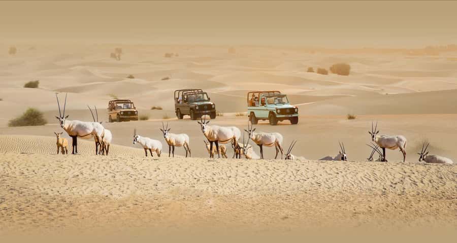 Dubai: Heritage Safari, Camel Ride & Al Marmoom Oasis Dinner - Key points to know before booking