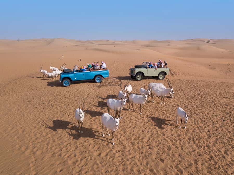 Dubai: Heritage Safari in Vintage Land Rover with Dinner - Should you book the Heritage Safari?