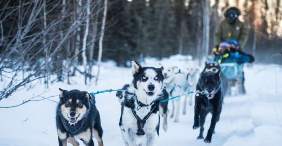 Fairbanks: Private Mush on the Historic Yukon Quest Trail - A private start with the sled dogs