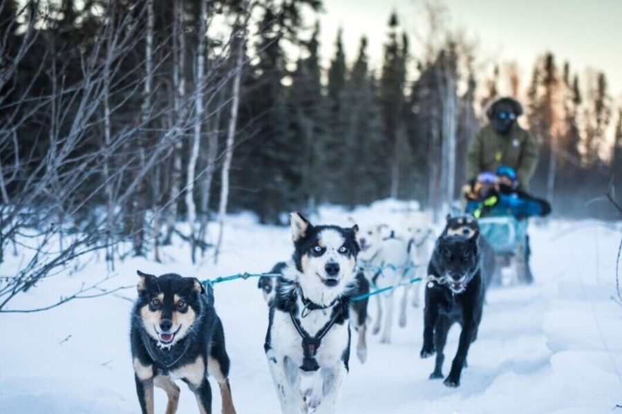 Fairbanks: Private Mush on the Historic Yukon Quest Trail - What the enclosed sled is really like