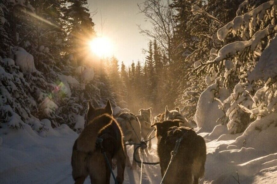 Fairbanks: Private Mush on the Historic Yukon Quest Trail - Riding the historic Yukon Quest route