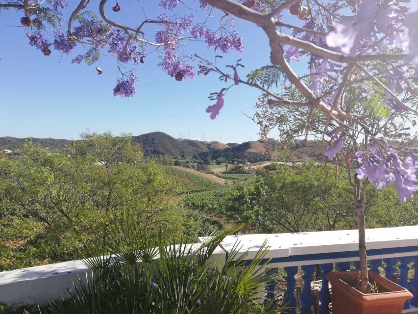 From Albufeira: Wine Tasting & Historic Silves Tour - Key points at a glance