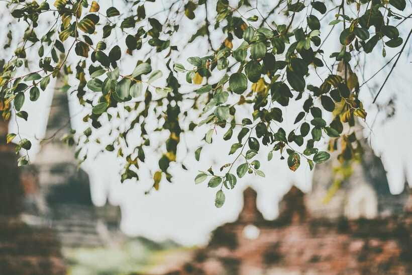 From Bangkok: Ayutthaya Ancient City Temple Tour - Transport, walking, and the real cost